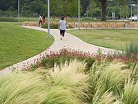 Ornamental planting accents winding paths through a park