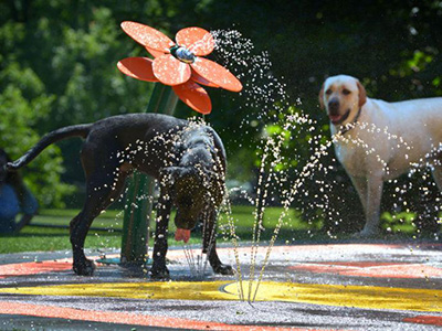 Dogs frolic in fountain water jets during the summer heat