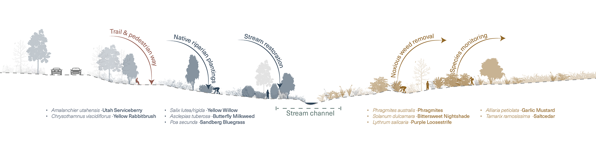 Revitalizing riparian corridors relies heavily on restoring natural ecology along the waterways.