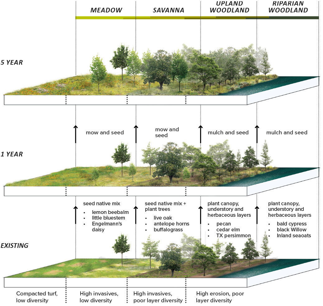 Diagram showing existing conditions, along with 1-year and 5-year views of transition to improved vegetation