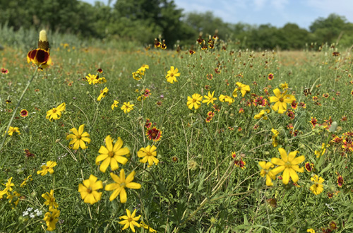 Example of a Meadow landscape