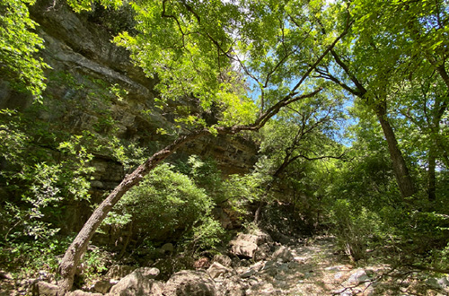 Example of a Riparian Woodland landscape