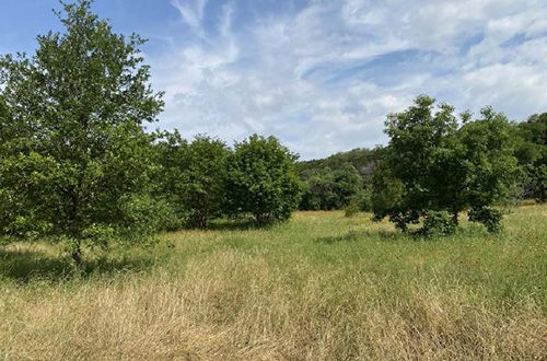 Example of a Savanna landscape