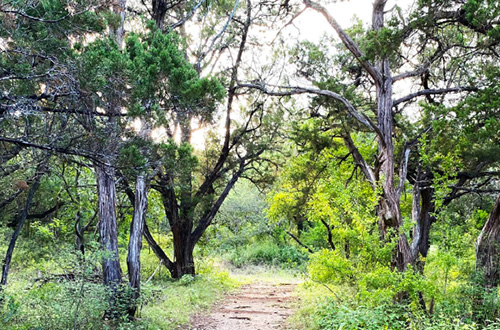 Example of an Upland Woodland landscape